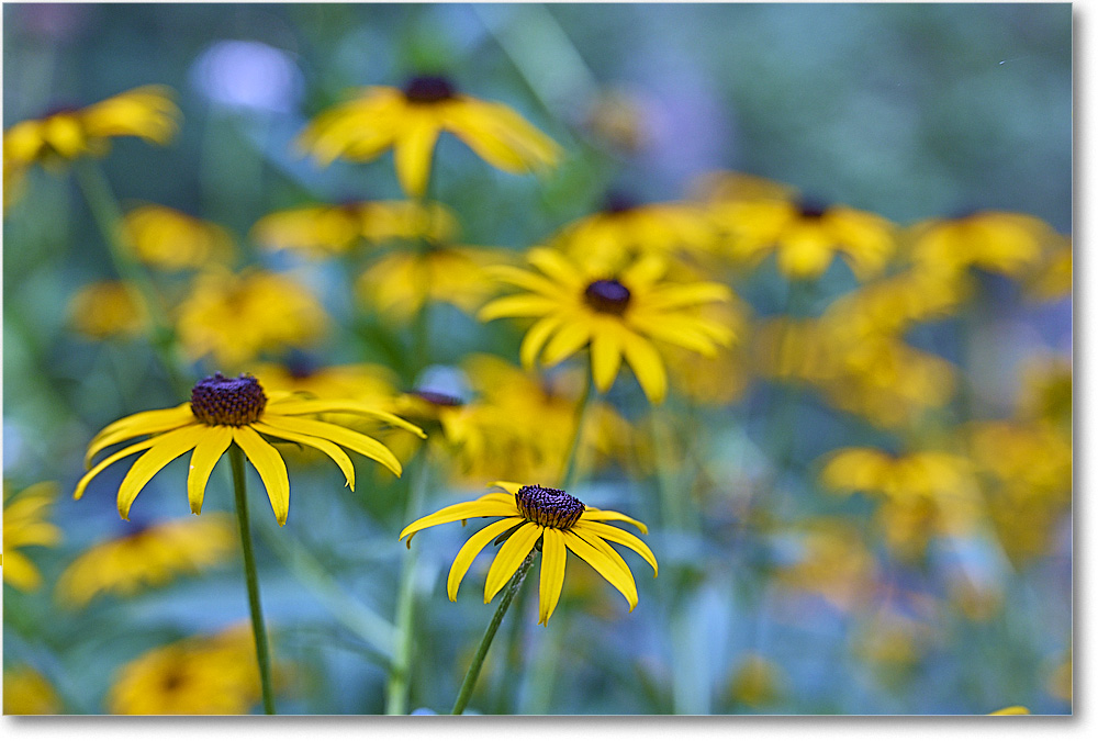A154 BlackeyedSusan_Backyard_2024Jul_R5A24442 copy