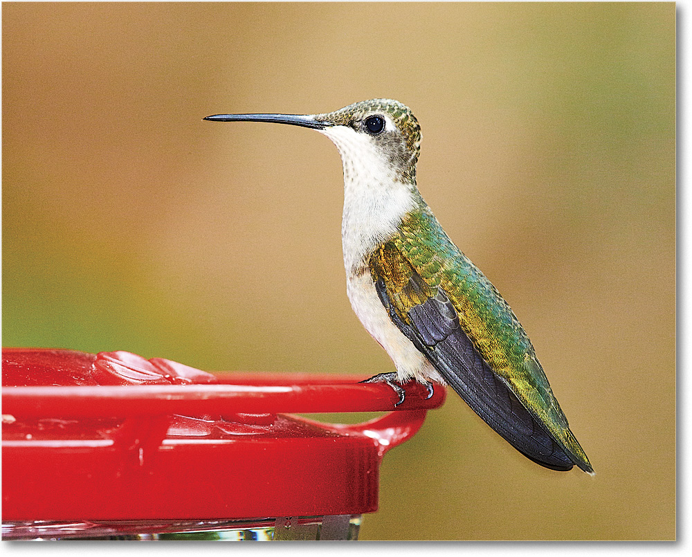 A157 tHummingbird_Backyard_2016Sep_3DXA2471 copy