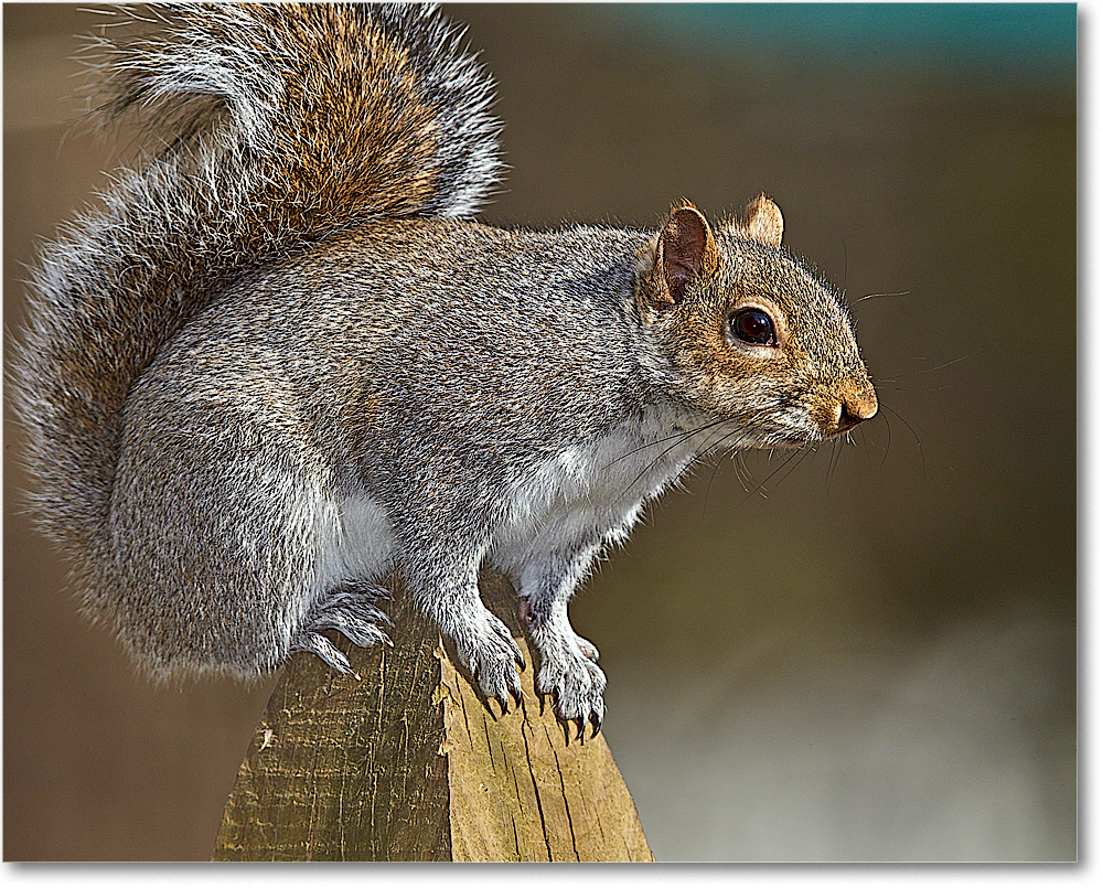 A158 Squirrel_Backyard_2020Mar_3DXA3548 copy