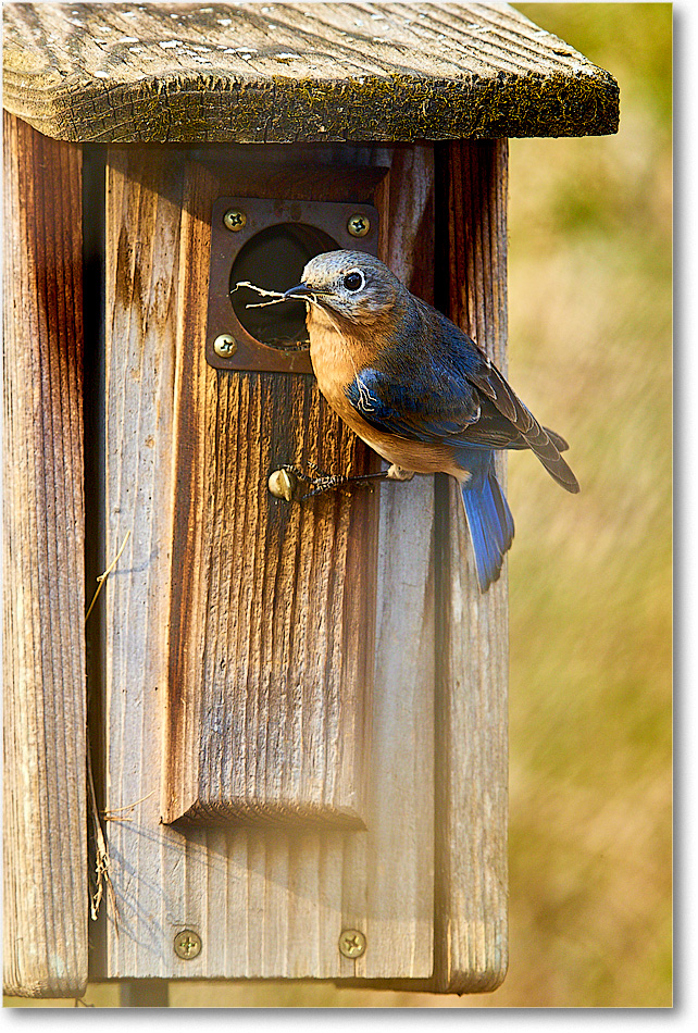 A160 Bluebird_Backyard_2019Mar_3DXA2188 copy