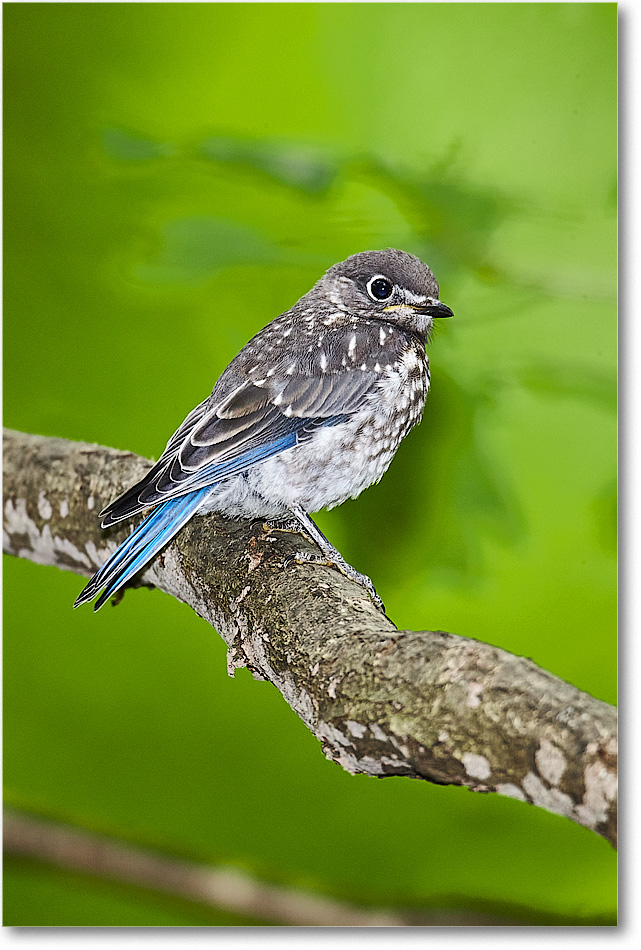 A161 Bluebird_Backyard_2012May_D4B0530_1 copy