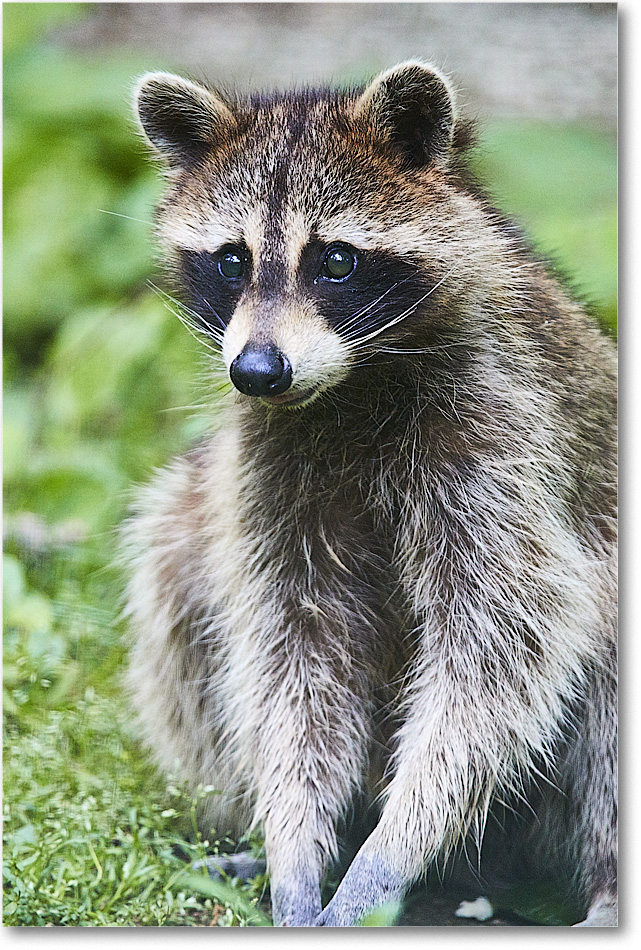 A162 Raccoon_Backyard_2018May_3DXA0048 copy