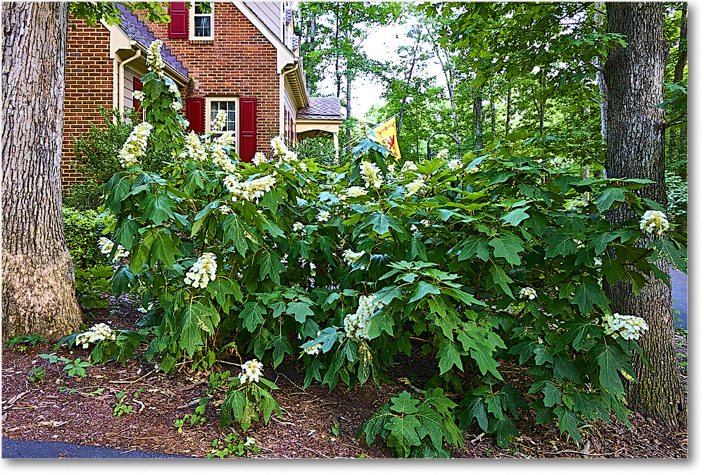 A167 Hydrangea_SusiesGarden_2024Jun_R5A23304 copy