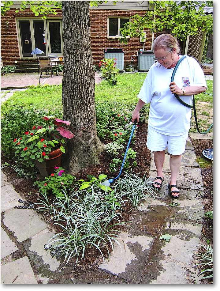 A168 Susie'sGarden_2010Jul_IMG_0146 copy