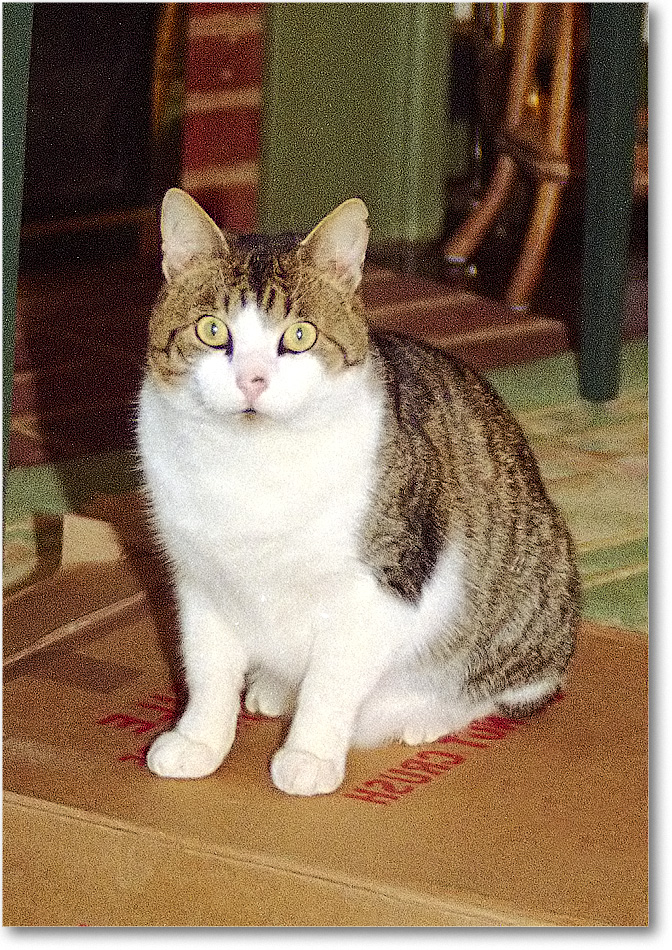 A175 ThomasCat-1989Xmas copy