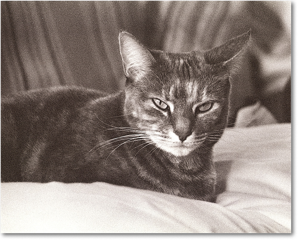 A176 Abigail_Hillcrest_1988Jan copy