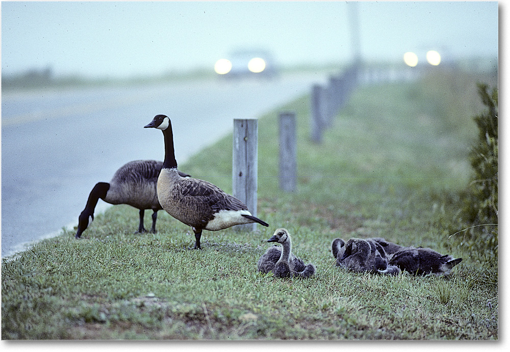A184 CanadaGooseFamily_ChincoNWR_1990Jun_Kr05_1 copy