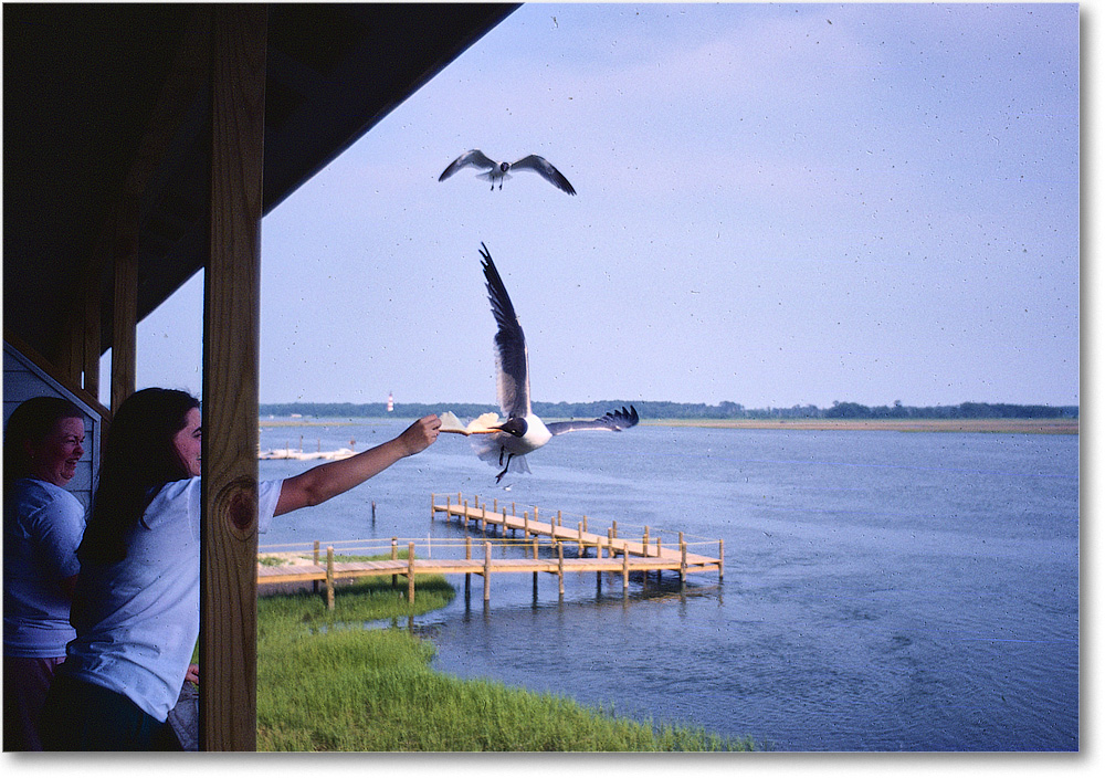 A186 SusanRebeccaGulls_Chincoteague_1990JunA_PP-NK-KC34 copy