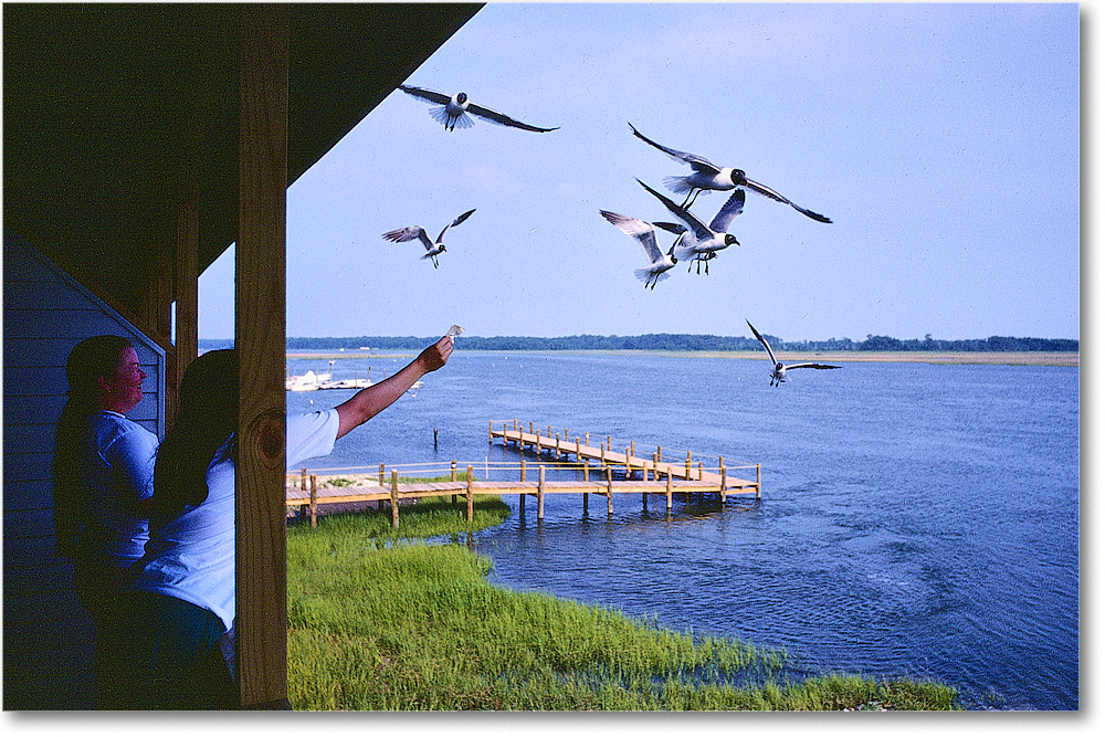 A186 SusanRebeccaGulls_Chincoteague_1990JunA_PP-NK-KC38 copy