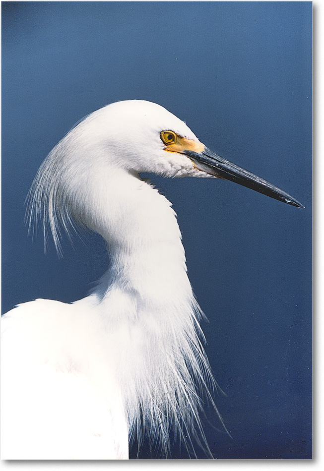 A188 SnowyEgret_ChincoNWR-ea_1993Jun_V01 001x copy