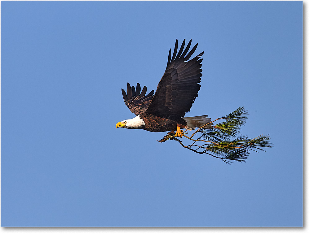 A191 BaldEagle_ChincoNWR_2012Nov_D4C0753_1 copy