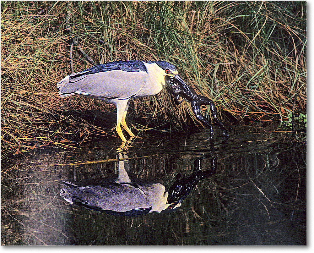 A194 BCNightHeron&Frog_ChincoNWR_1997Jun_F08 copy