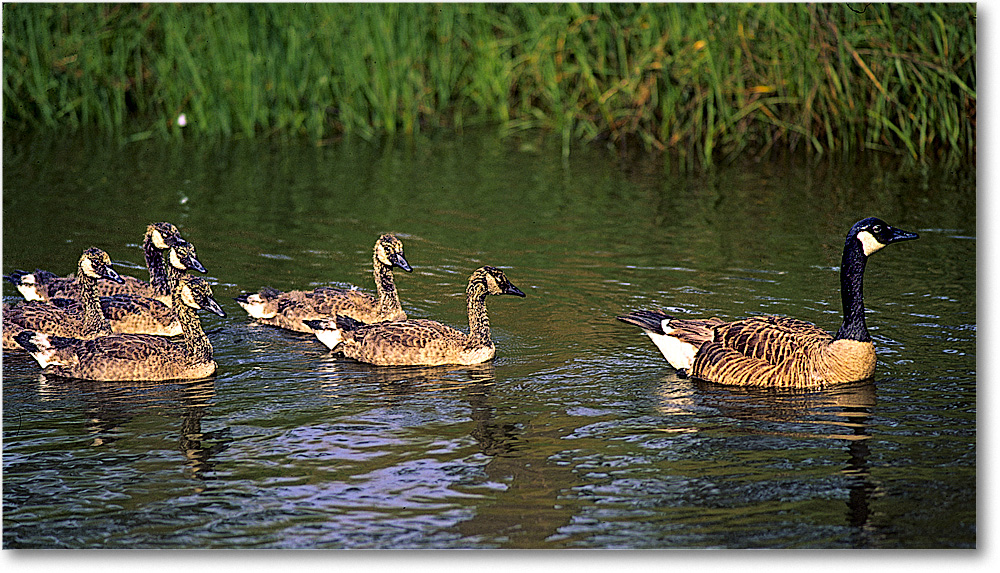 A195 CanadaGeeseFamily_ChincoNWR_1997Jun_F32 copy