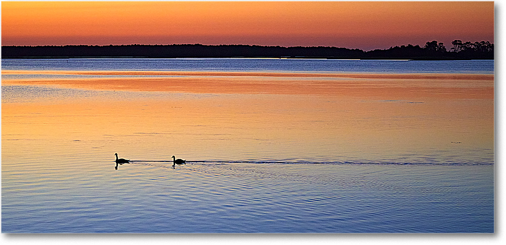 A195 CanadaGooseSunrise_OysterBay_2021Jun_5DA02997 copy