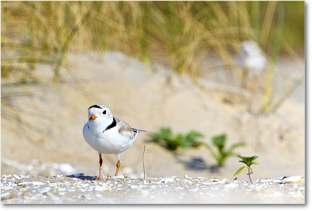 A203 PipingPlover_Assateague_2023Jun_R5B11039 copy