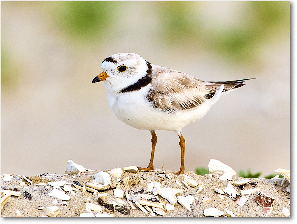 A205 PipingPlover_Assateague_2023Jun_R5B11728 copy