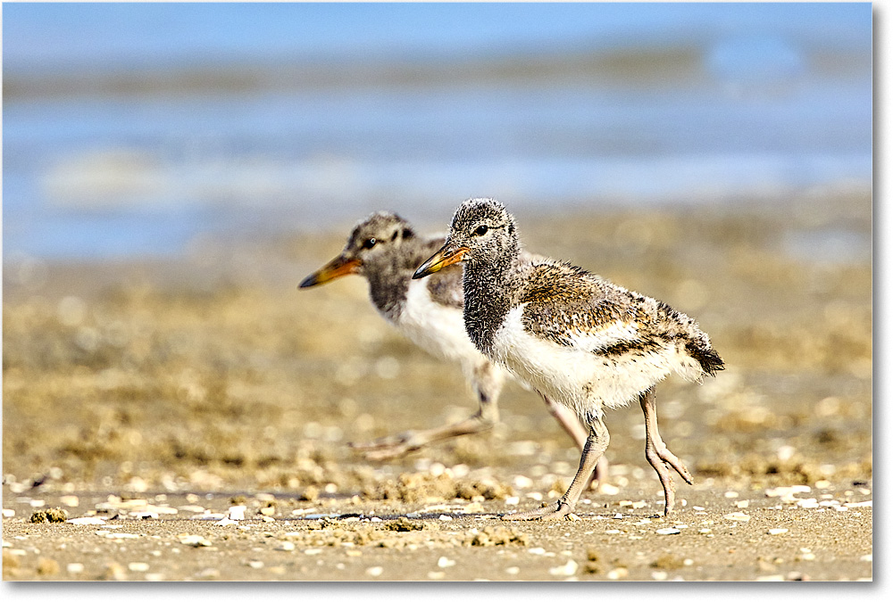A206 Oystercatcher_Assateague_2022Jun_R5A06978 copy