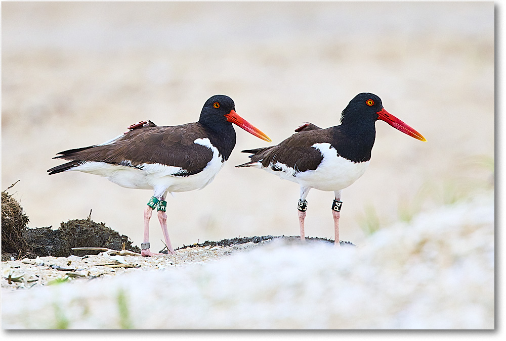A208 Oystercatcher_Assateague_2025Jun_R5D01508 copy
