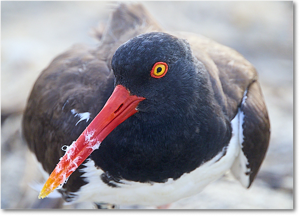 A208 Oystercatcher_Assateague_2025Jun_R5D01906_1 copy