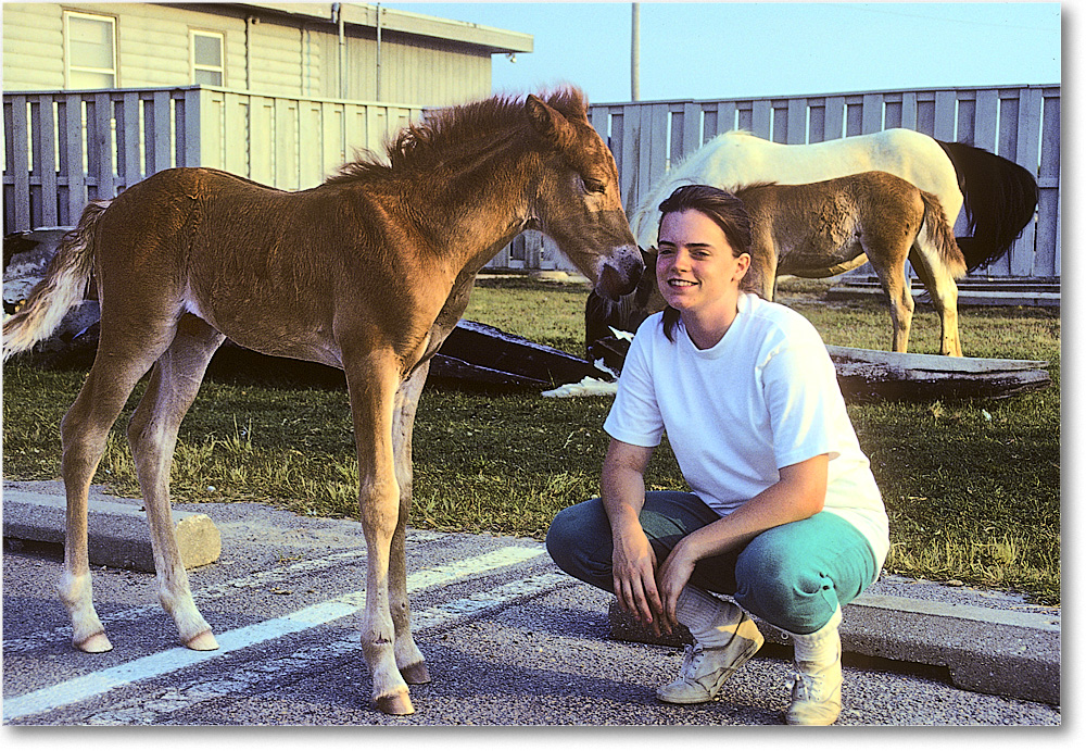 A212 Foal&Friend_ChincoNWR_1990Jun_K31 copy