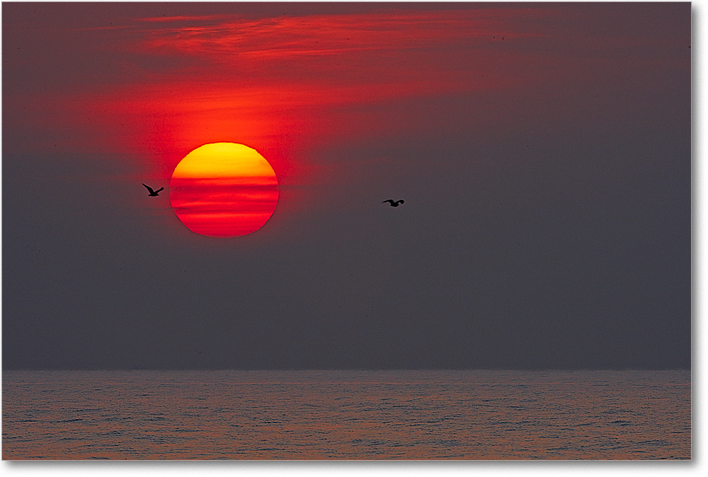A213 AtlanticSunrise_ChincoNWR_2005Oct_E0K4795_1 copy