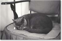 A051 MichaelCat_Mema_1973Jun_BWscan copy