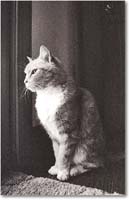 A067 TiggerCat_Hillcrest_1991March copy