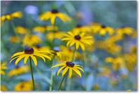 A154 BlackeyedSusan_Backyard_2024Jul_R5A24442 copy
