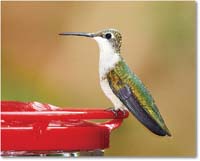 A157 tHummingbird_Backyard_2016Sep_3DXA2471 copy