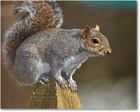 A158 Squirrel_Backyard_2020Mar_3DXA3548 copy
