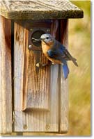 A160 Bluebird_Backyard_2019Mar_3DXA2188 copy