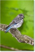 A161 Bluebird_Backyard_2012May_D4B0530_1 copy