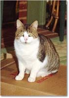 A175 ThomasCat-1989Xmas copy