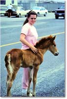 A185 Foal&Friend_ChincoNWR_1990Jun_K29 copy