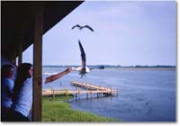 A186 SusanRebeccaGulls_Chincoteague_1990JunA_PP-NK-KC34 copy