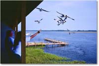 A186 SusanRebeccaGulls_Chincoteague_1990JunA_PP-NK-KC38 copy