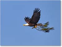 A191 BaldEagle_ChincoNWR_2012Nov_D4C0753_1 copy