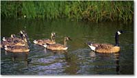 A195 CanadaGeeseFamily_ChincoNWR_1997Jun_F32 copy