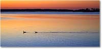 A195 CanadaGooseSunrise_OysterBay_2021Jun_5DA02997 copy