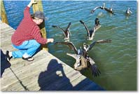 A202 SusanBrownPelican_PlacidaBay_2006Jan_Y2F6701 copy