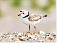 A205 PipingPlover_Assateague_2023Jun_R5B11728 copy