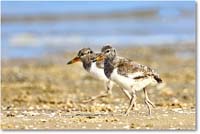 A206 Oystercatcher_Assateague_2022Jun_R5A06978 copy