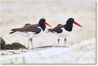 A208 Oystercatcher_Assateague_2025Jun_R5D01508 copy
