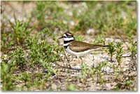 A209 Killdeer_Assateague_2025Jun_R5C03648 copy
