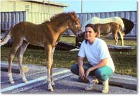 A212 Foal&Friend_ChincoNWR_1990Jun_K31 copy