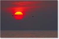 A213 AtlanticSunrise_ChincoNWR_2005Oct_E0K4795_1 copy