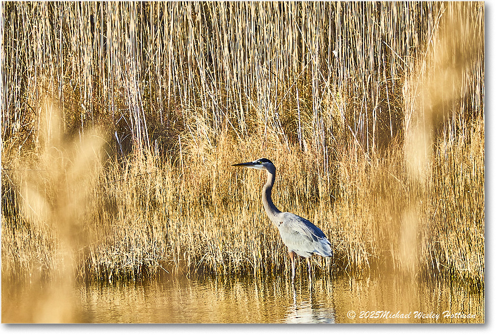 GreatBlueHeron_ChincoNWR_2025Nov_IMG_9540