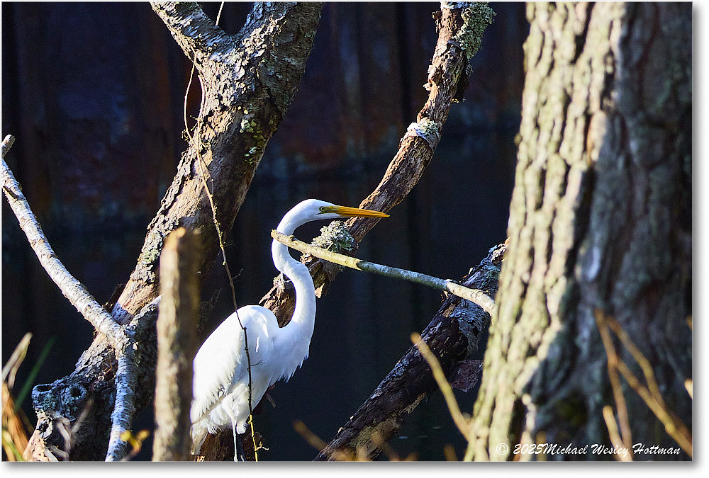 GreatEgret_ChincoNWR_2025Nov_IMG_9545