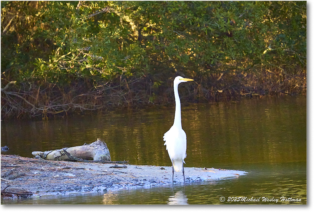 GreatEgret_ChincoNWR_2025Nov_IMG_9547
