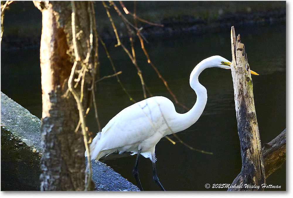 GreatEgret_ChincoNWR_2025Nov_IMG_9550
